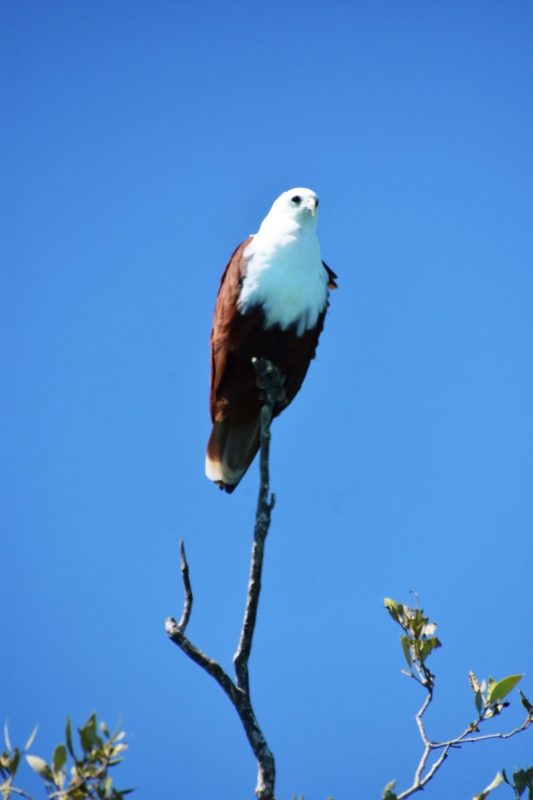 Brahminy Kite IMG-4884